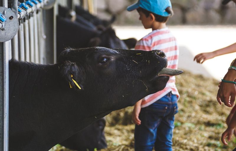 4-H Livestock Skillathon Complete Practice Test 2026 course image