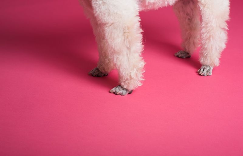 Animal Behavior College (ABC) Stage 2 A Groomer's Toolbox