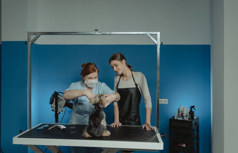 Animal Behavior College (ABC) Stage 8 Breed Profiles and Mixed-Breed Styling