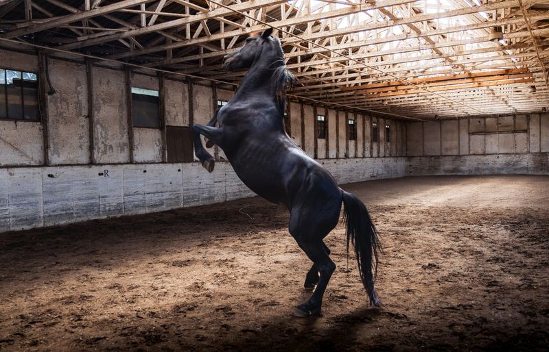 AFA Certified Farrier (CF)
