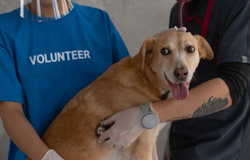 Animal Welfare Practice Exam course image