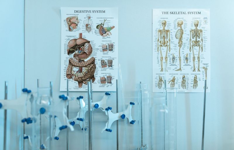Anatomy and Physiology II (APII) Exam 3