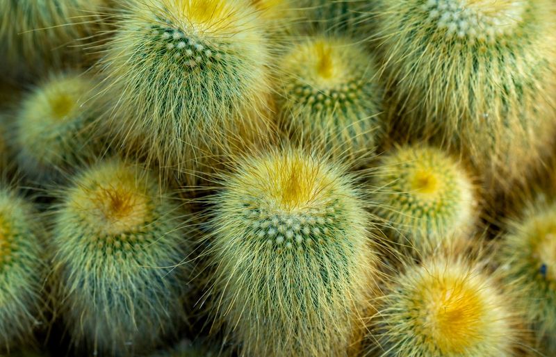 Arizona State University (ASU) Biology of Plants Exam 1 Practice