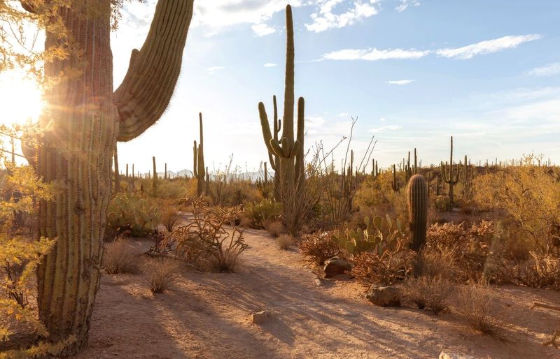 State of Arizona Board of Chiropractic Laws and Rules