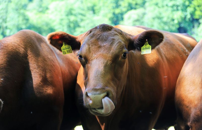 Beef Livestock Skillathon