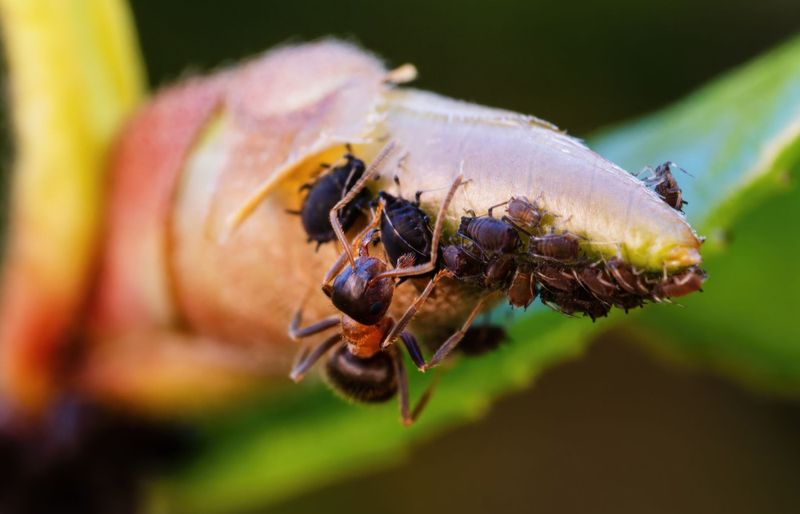 Biological, Cultural, and Chemical Control of Pests