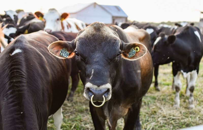 Bovine Upper Musculoskeletal Apparatus and Small Ruminant Disease