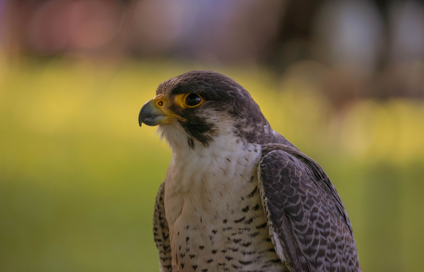 California Falconry Regulations Practice Test course image