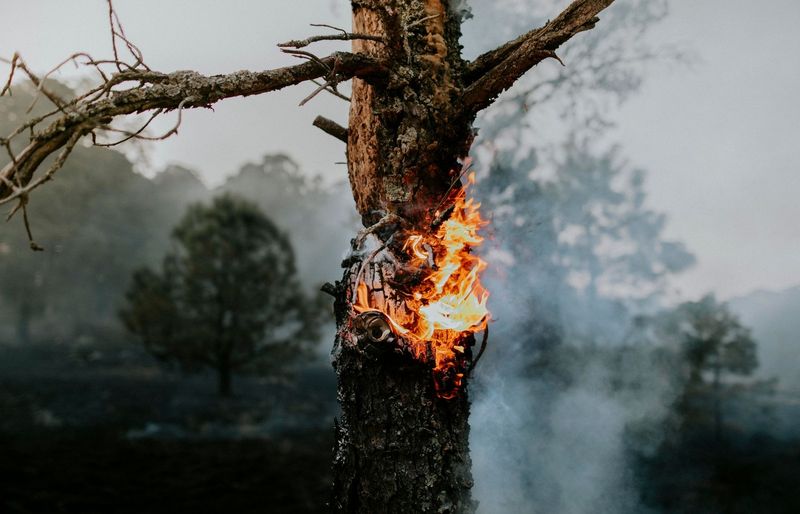 Cal Fire Wildland Practice Test course image