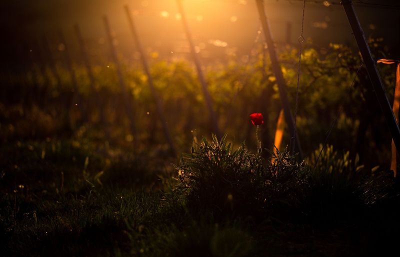 California Total Wine Professional (TWP) Practice Exam course image