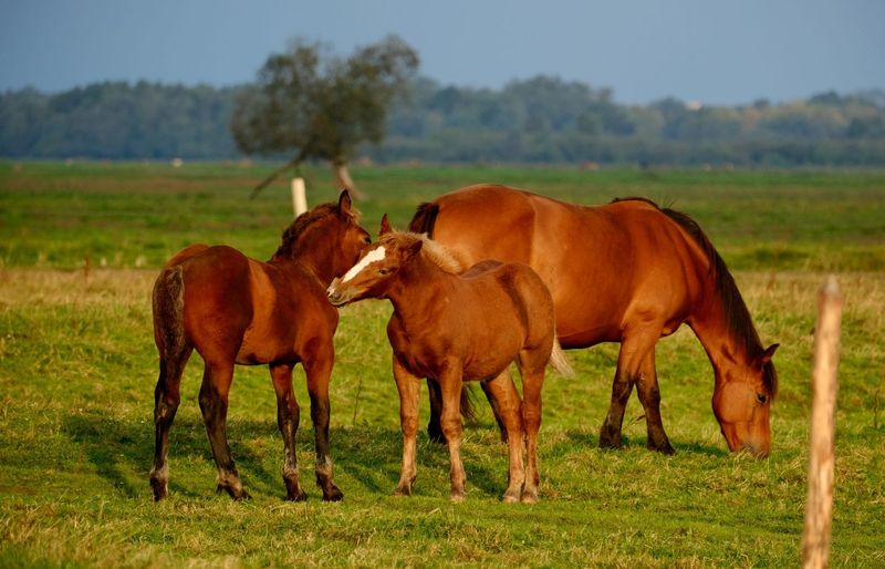 Canadian Pony Club B Level – Grooming