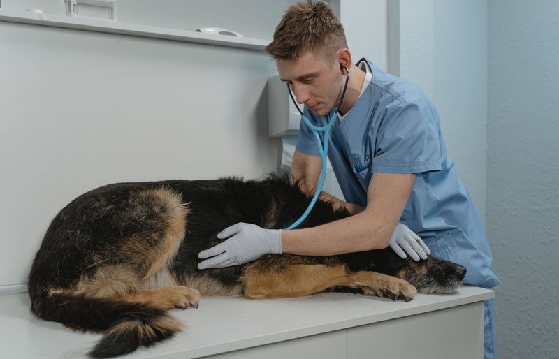Clinical Animal Practice (CAP) Semester 1 Practice Test course image