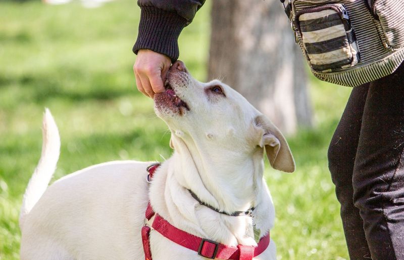 Certification Council for Professional Dog Trainers (CCPDT)