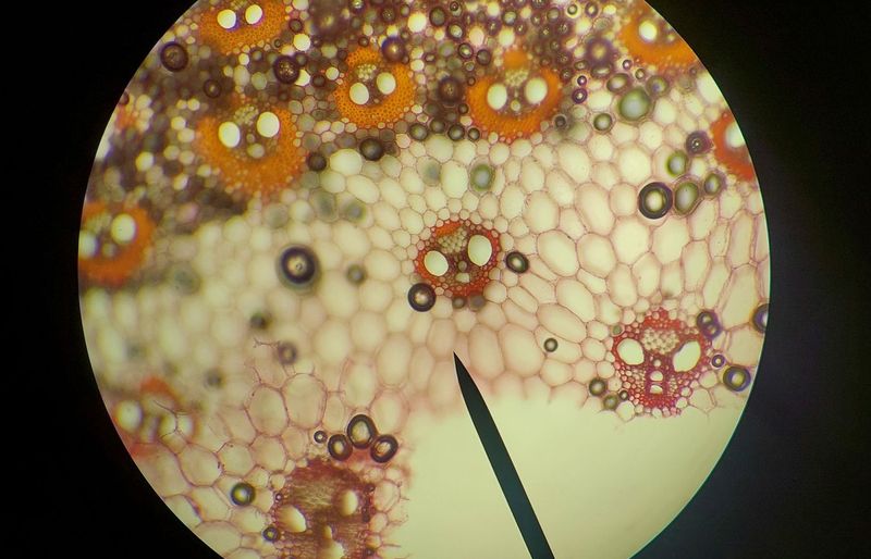 The Cell Anatomy and Physiology Practice Test course image