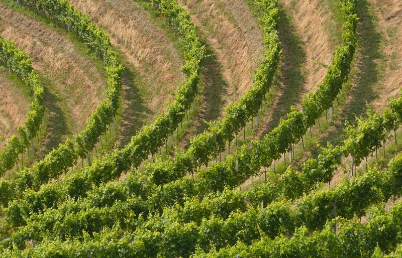 Champagne Production, Types, and Key Concepts Practice Exam course image