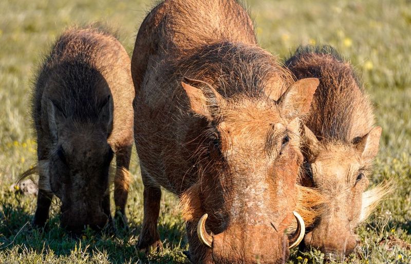 DAT Bootcamp Animal Behavior