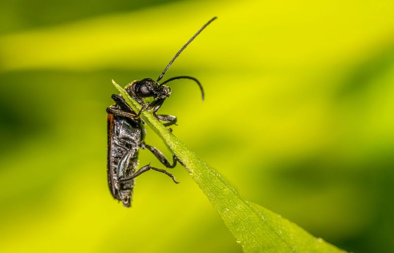 Entomology 1 PMT