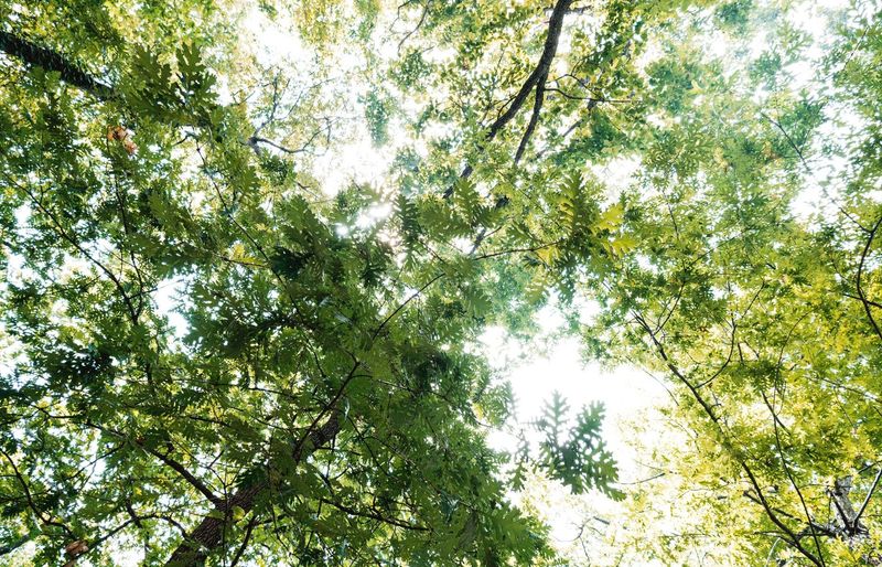 Environmental Science (ENVS) Practice Test course image
