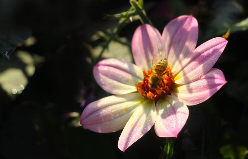 Environment Bee MAEVA Practice Test 2026 - Free MAEVA Practice Questions and Study Guide course image