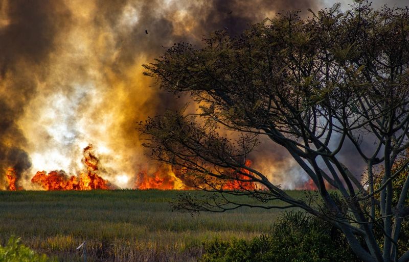 Fire in the Field