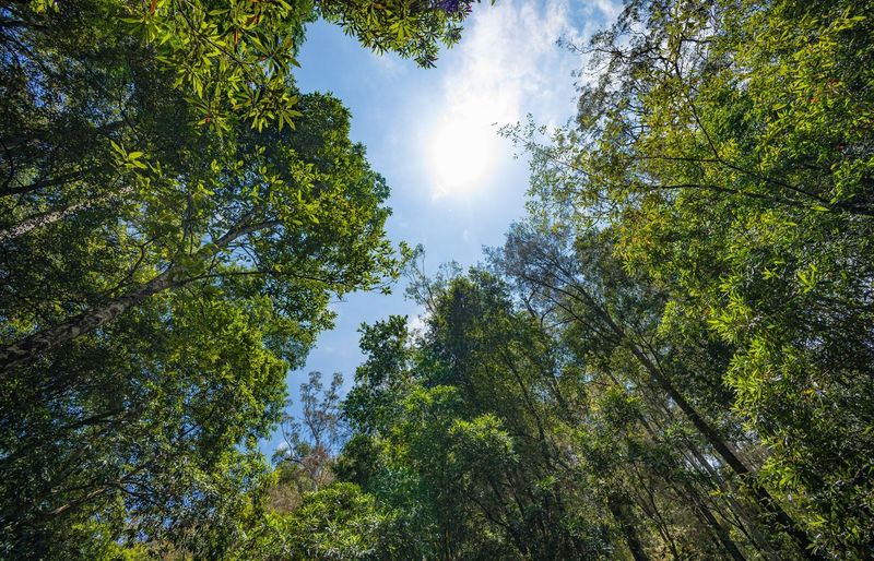 Forest Ecology Practice Exam course image