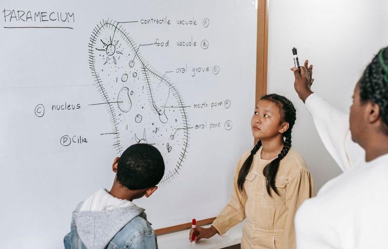 GACE Middle Grades Science Practice Exam 2026 - Free Practice Questions and Study Guide course image