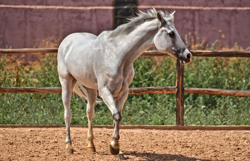 Horse Anatomy Practice Exam 2026 - Complete Study Resource course image