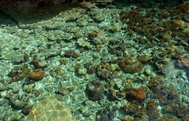 IB Marine Science Standard Level (SL) Practice Exam course image