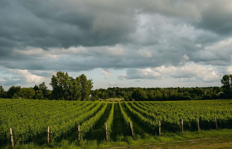 Ace the IB Vine Beginner Test 2026 – Sprout Success and Vine Ahead! course image