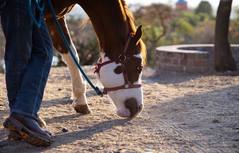 Journeyman Farrier Certification Practice Exam course image