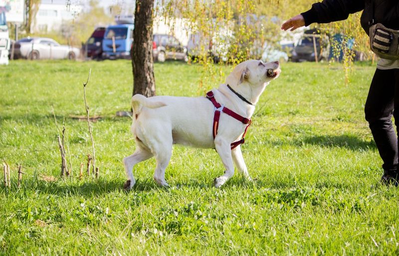 K9 School Practice Exam 2026 - Free K9 Training Practice Questions and Study Guide course image