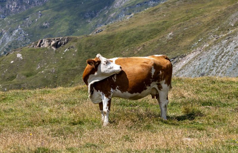 KOSSA Animal Science