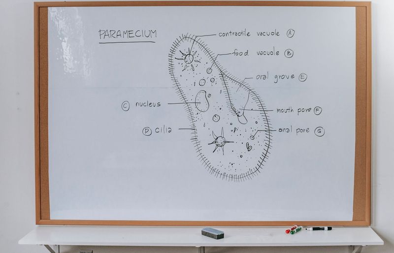 Examzify course visual