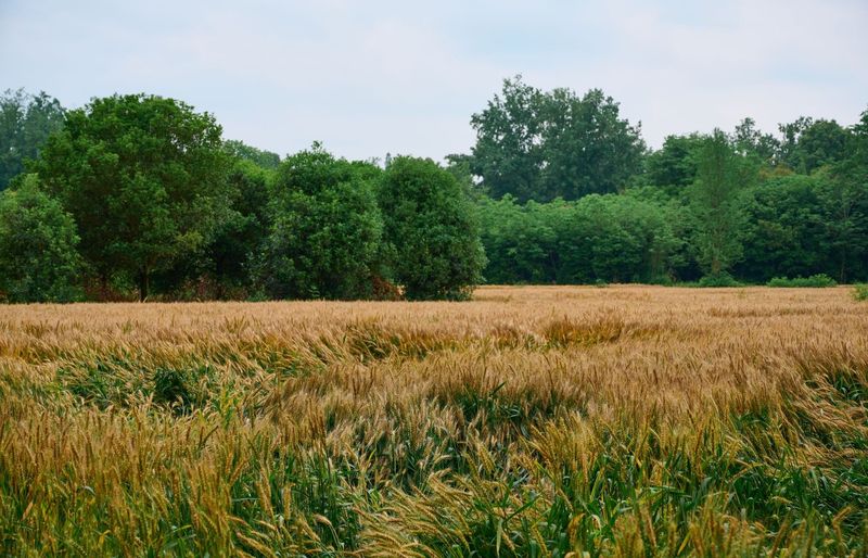 Michigan Certified Pesticide Category 6J Practice Test course image