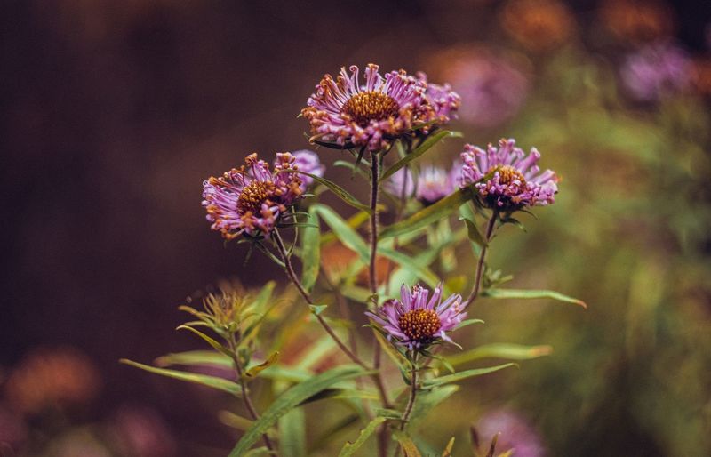 Morphology of Flowering Plants Practice Test course image
