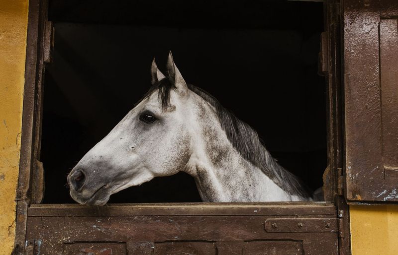 MSK Equine Developmental Orthopedic Diseases Practice Test course image