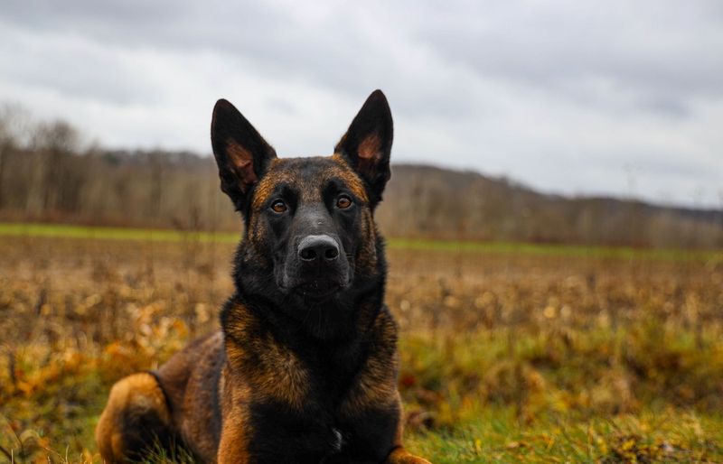 Military Working Dogs (MWD) Block 2