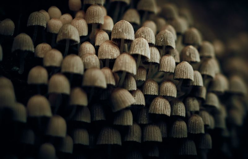 Mycology Practice Exam course image