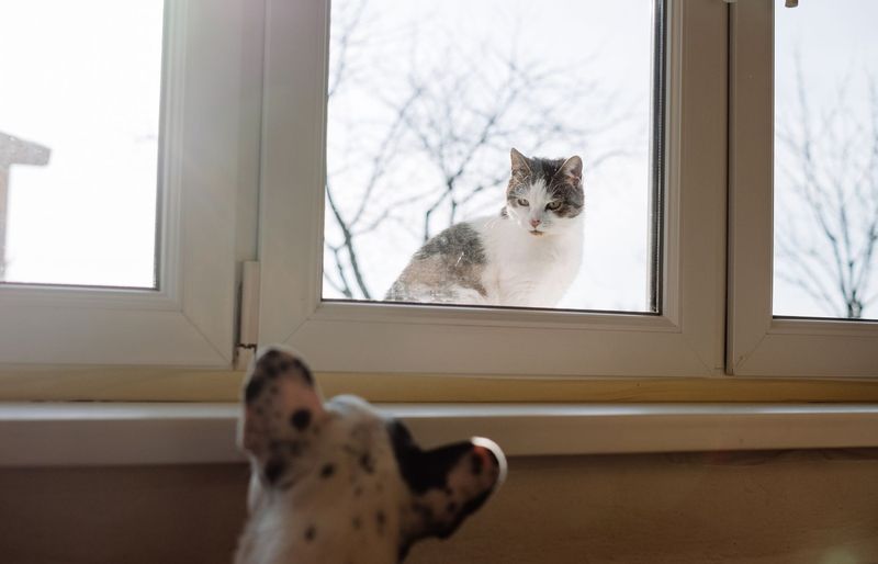 Options for Animals