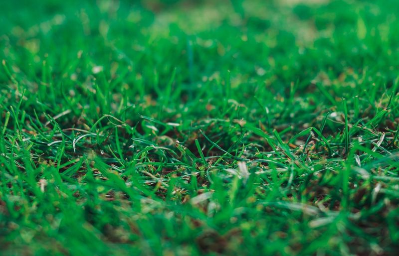 Pennsylvania State Extension Cool-Season Turfgrass Pest Management Practice Test course image