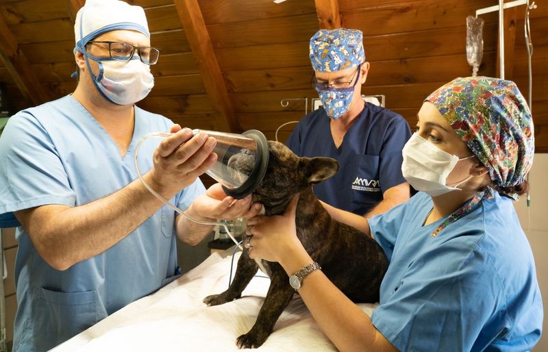 Penn Foster Anesthesia for Veterinary Technicians (VET 212) Practice Test course image