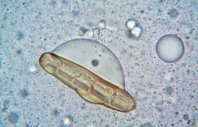Phases of Mitosis Practice Test course image