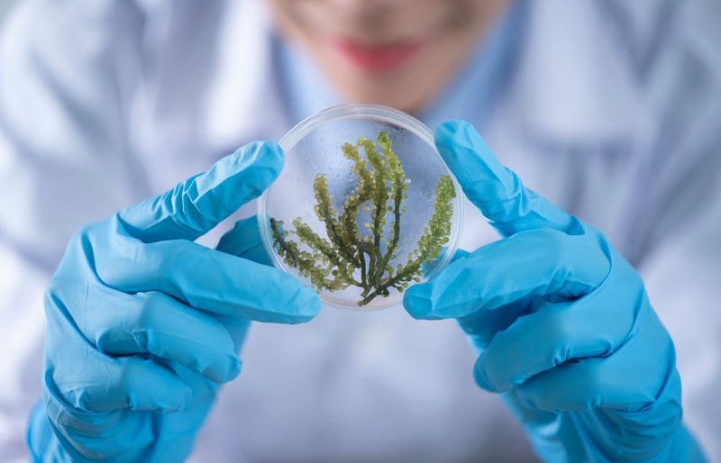 Plant Biology Practice Test course image