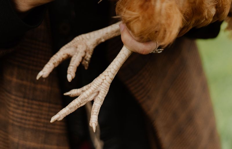 Poultry Showmanship Practice Test course image