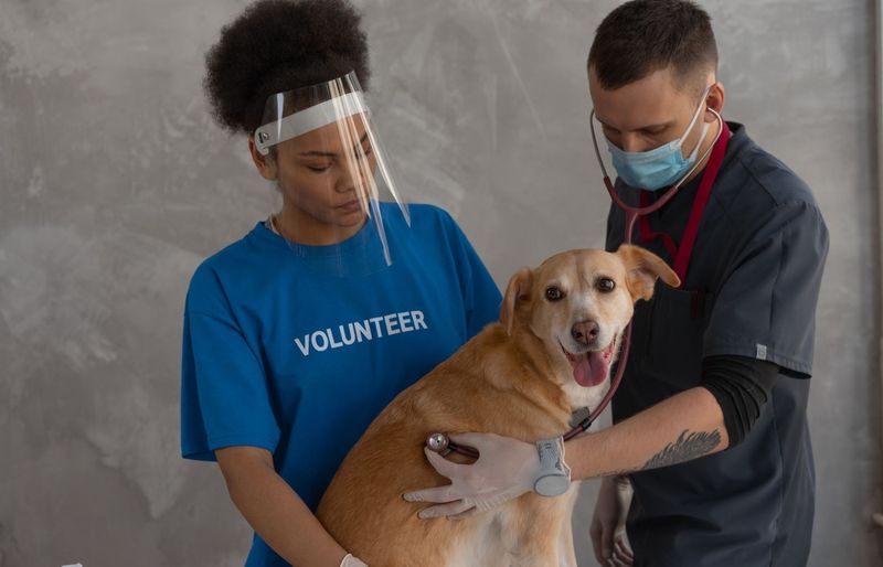 Pre-Veterinary Small Animal Practice Test course image