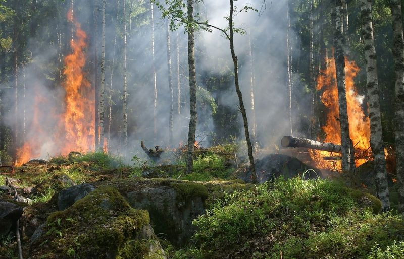 S-290 Intermediate Wildland Fire Behavior Practice Test course image