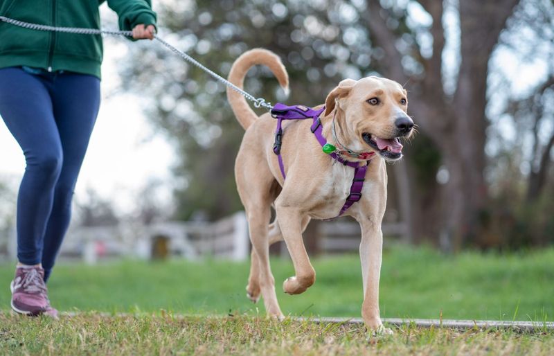 Service Dog Training Certification