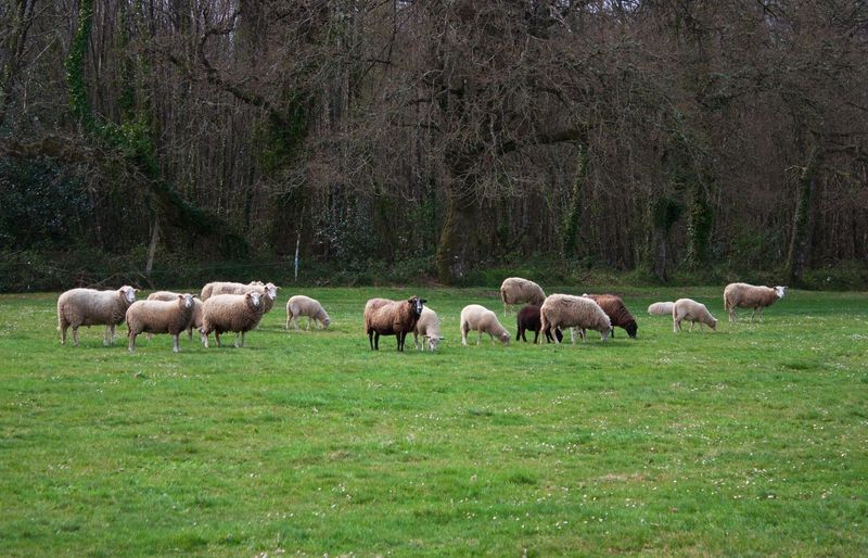 Small Ruminants Practice Exam course image