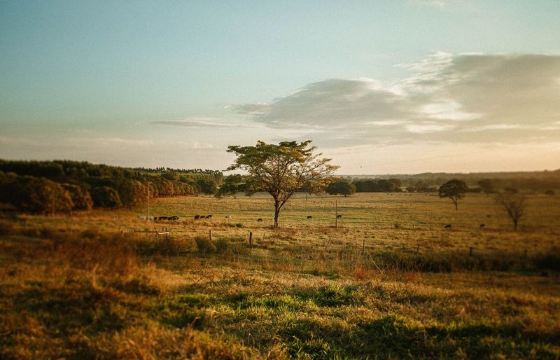 Texas A&M University (TAMU) GEOG 305 Geography of Texas Test 1 Practice course image