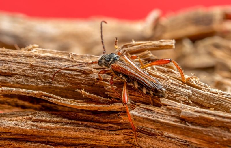 Texas Termite Technician